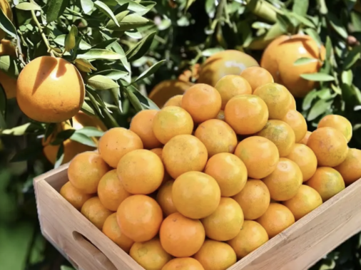 芳縣礦泉橙迎春節　GI最終批上市