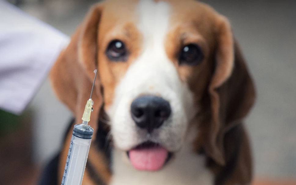 羅勇府現2026首例狂犬病　男子遭幼犬咬傷未就醫喪命