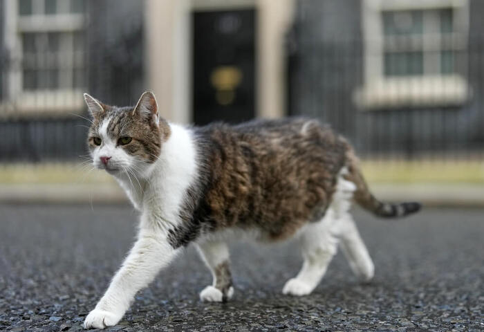 英首席捕鼠官賴瑞就職15週年歷6任首相　政壇動盪中穩定象徵