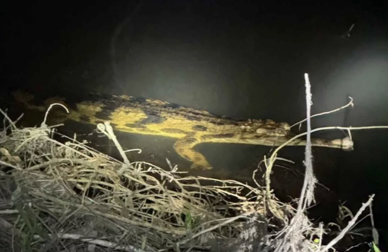 瀕危假長吻鱷現蹤南疆　泰國野外再發現