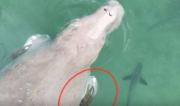 麗邦島現4隻儒艮　1隻遭繩纏