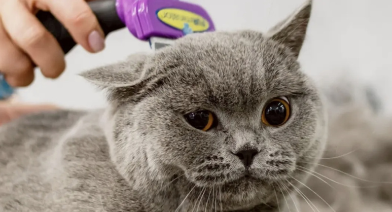 寵物家庭化成趨勢　飼養支出轉向長期規劃