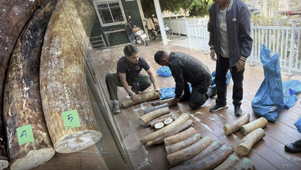 170公斤非洲象牙遭扣　跨境販運路線逆向曝光