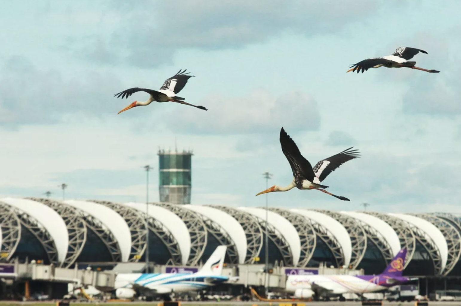 泰國鳥擊逾6,000起　10種鳥類列高風險