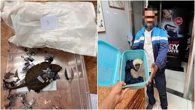 素萬那普查獲走私　15隻野生動物遭扣