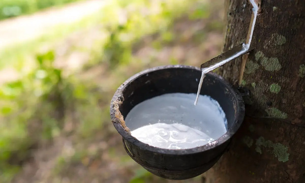 橡膠轉型高值創新　泰印馬向越緬招手