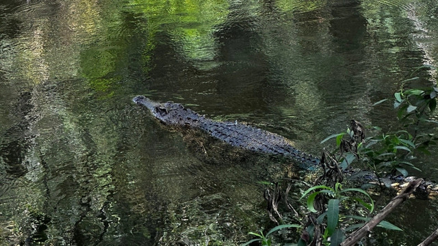 根甲訕放歸暹羅鱷　DNA確認純種