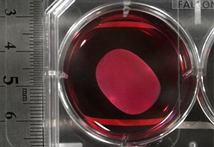 日本批准兩項iPS細胞再生醫療產品　創全球首例