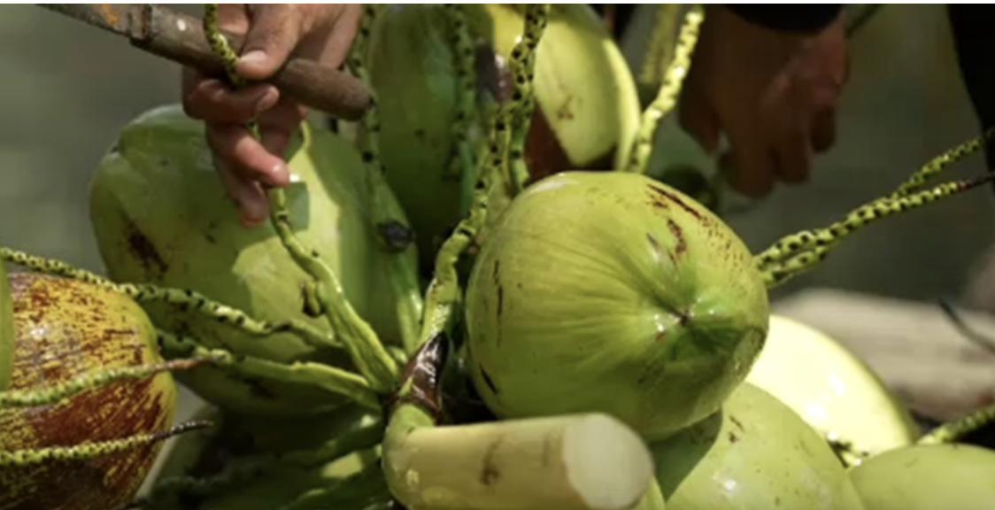 香水椰價跌　建議列經濟作物