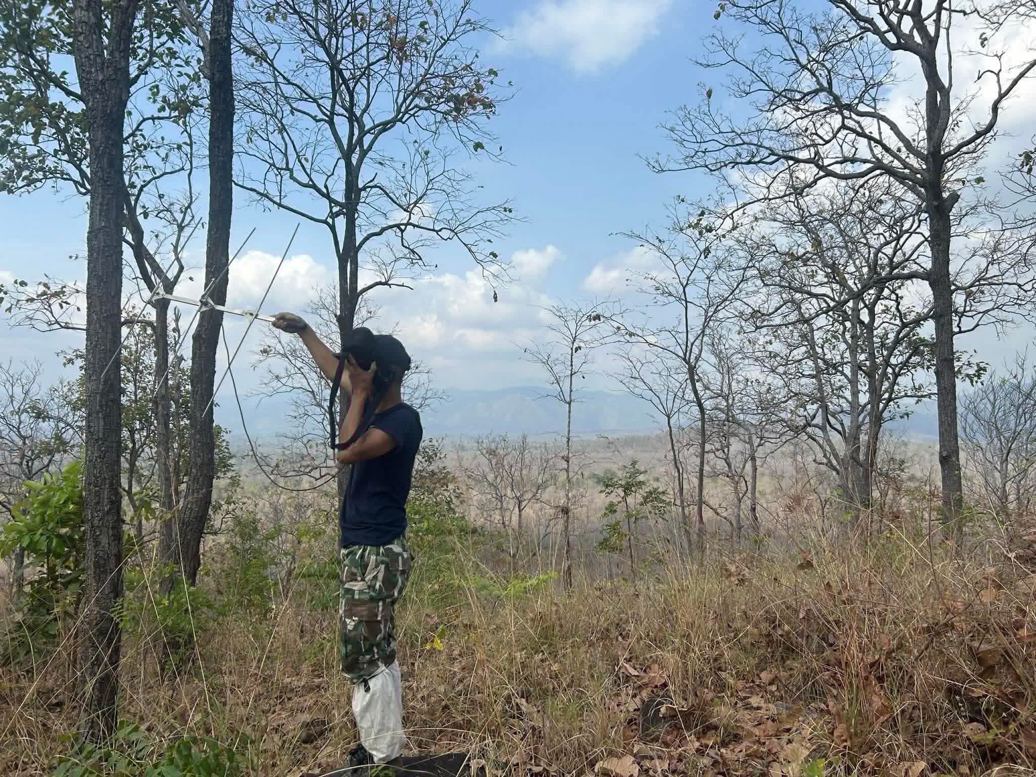 懷卡肯封閉賞獸塔　母虎育幼避干擾