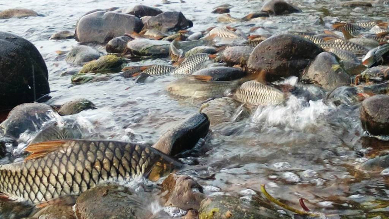 楠府現魚群奇景　紅翼魚逆流產卵