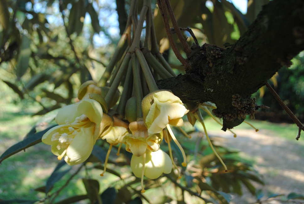 暖武里榴槤開花　4月起上市