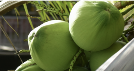 拉差汶里香水椰子獲歐盟GI　開啟27國高端市場