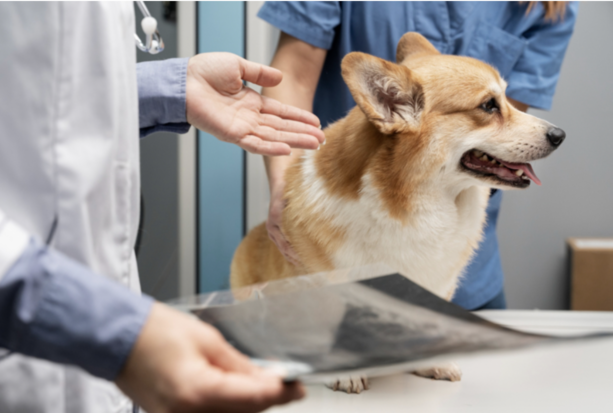 犬瘟熱成虎隻死因　近親繁殖削弱免疫力
