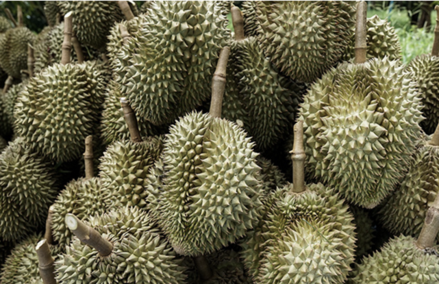 泰國榴槤產量估破106萬噸　對越出口競爭加劇價格承壓