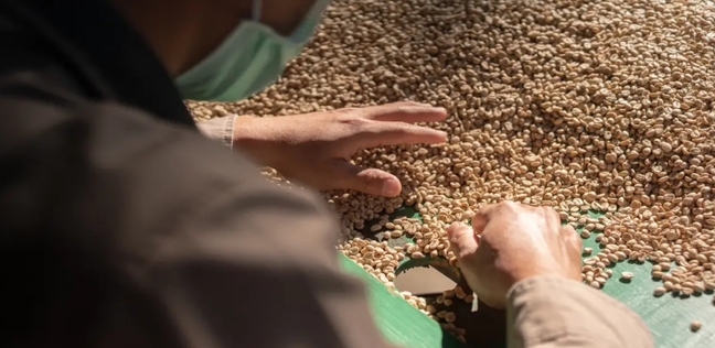 氣候變遷推升咖啡價　「董山」強化品種研發