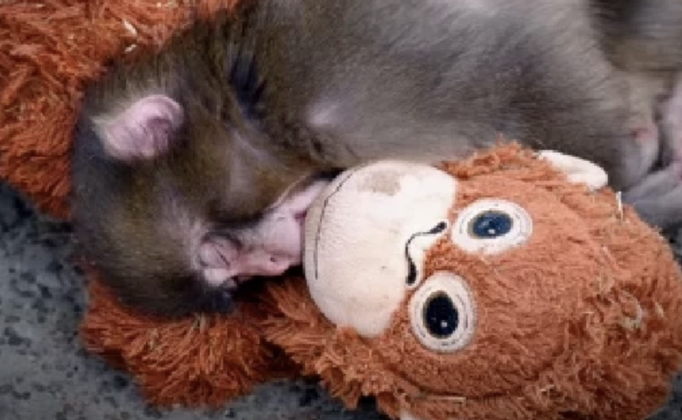 日本小雪猴遭棄養　抱猩猩玩偶尋安慰