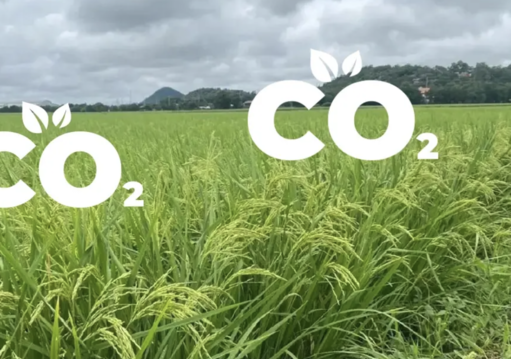 越南低碳米產量勝泰國　農業部加速擴供應