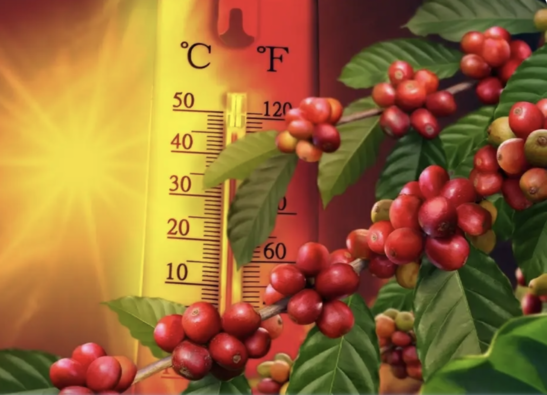 泰國高溫日數增75天　咖啡種植受衝擊