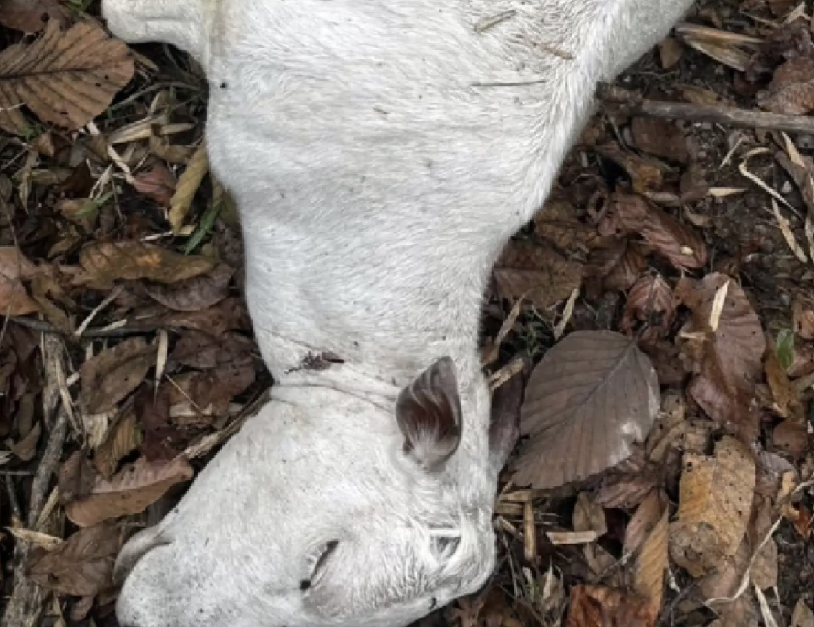 茵他暖山疑現虎蹤　清邁發布安全警示