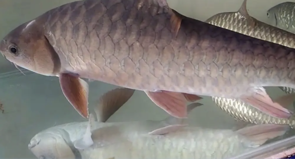 粉紅馬口魚拚GI　也拉府推升邊境經濟