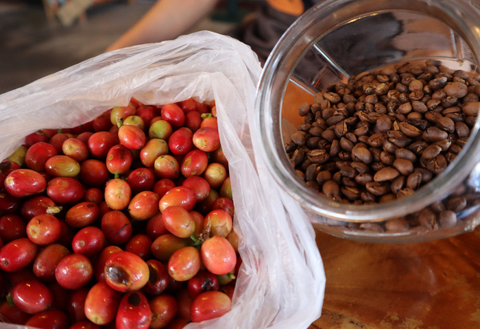 花東咖啡導向精品化　體驗山海交界獨特風味