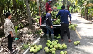 香水椰子跌至2泰銖　政府啟動穩價機制