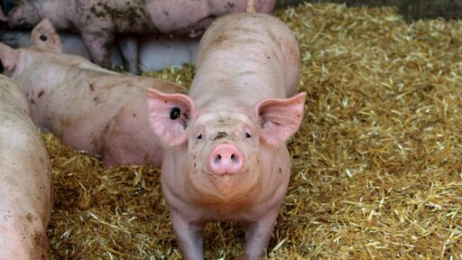 泰豬打入馬國市場　下一站前進新加坡