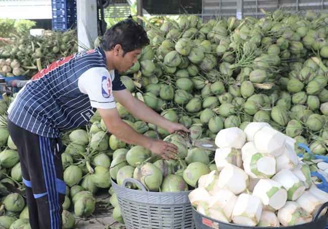 泰香水椰跌至3泰銖　農民籲整頓市場