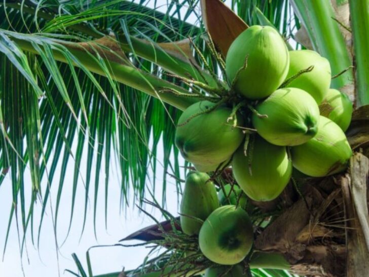 香水椰子價崩　農民揚言赴國會陳情