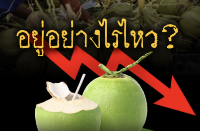 香水椰子價格暴跌　泰農陷虧損困境