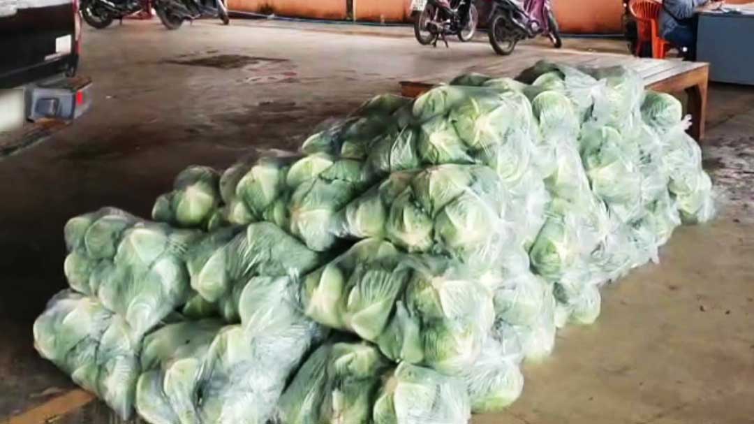 高麗菜價格暴跌　泰農求助政府支援