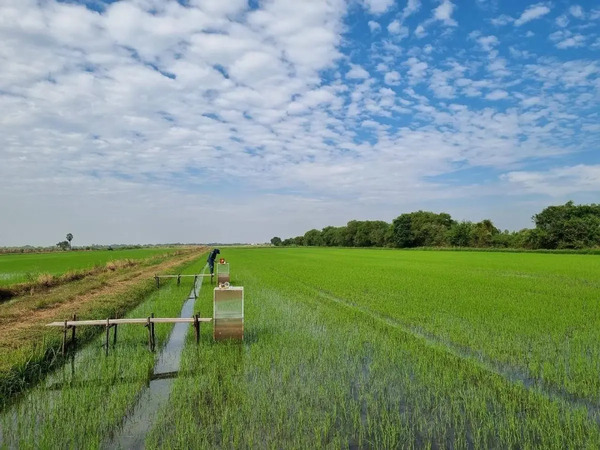 泰國推低碳稻作　農民可售碳權增收入