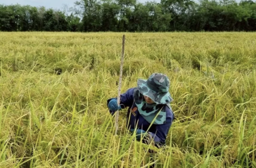 泰國推低碳稻米　中部農民合作模式成示範