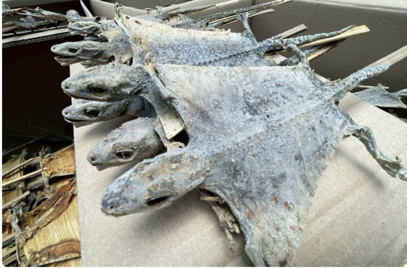 巴吞他尼府查獲12萬隻乾壁虎　疑走私供中藥市場