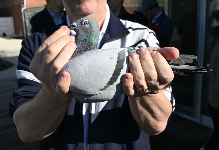 比利時賽鴿年產值破億歐元　名鴿拍賣創天價紀錄