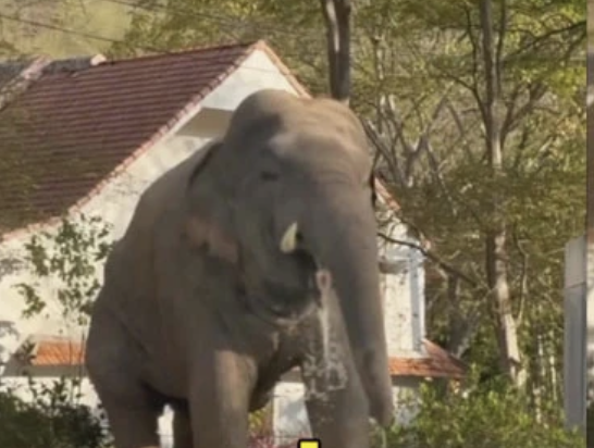 考艾野象闖泳池別墅　網友笑稱「VVIP住客」