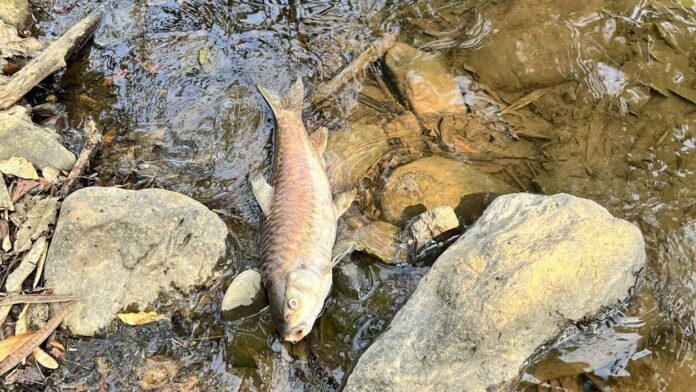 湄宏順洞穴魚群暴斃　官方採樣調查原因