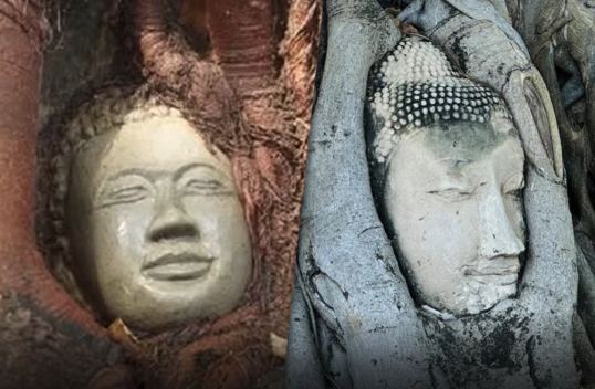 柬埔寨寺廟仿製佛頭樹根景點　泰國網路掀討論