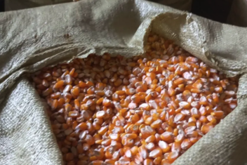 緬甸設無燒田認證　配合泰國玉米進口新規