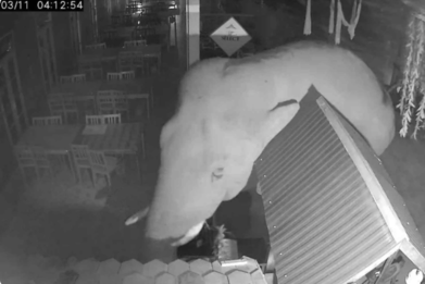 野象闖餐廳覓食　考艾餐館受損