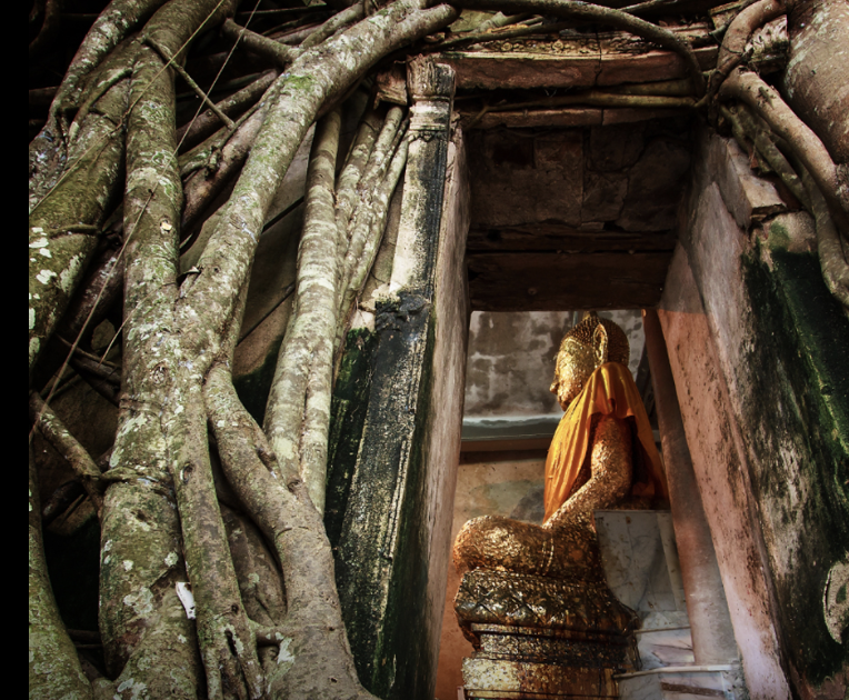  樹根包覆古寺　邦坤寺見證大城王朝歷史