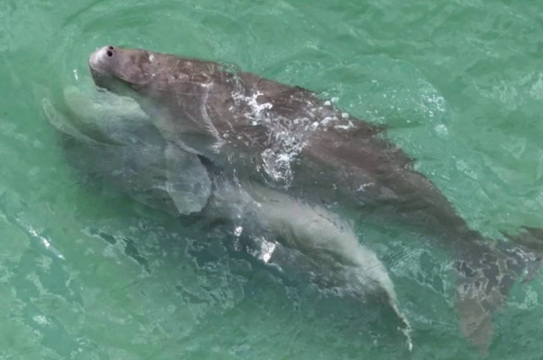 稀見畫面曝光　儒艮海中交配現蹤董里海域