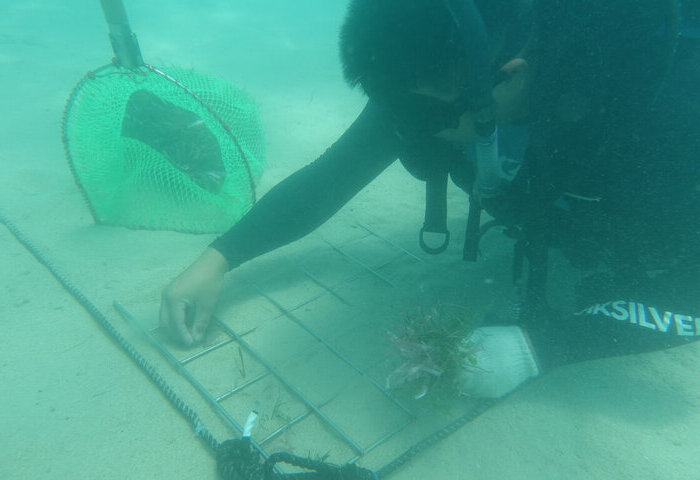 復育儲碳高手海草　摸索10多年挑戰種回海底草原