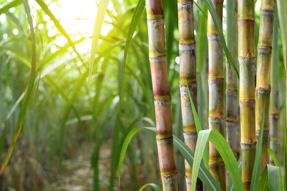 甘蔗葉逾950萬噸　泰國布局替代能源