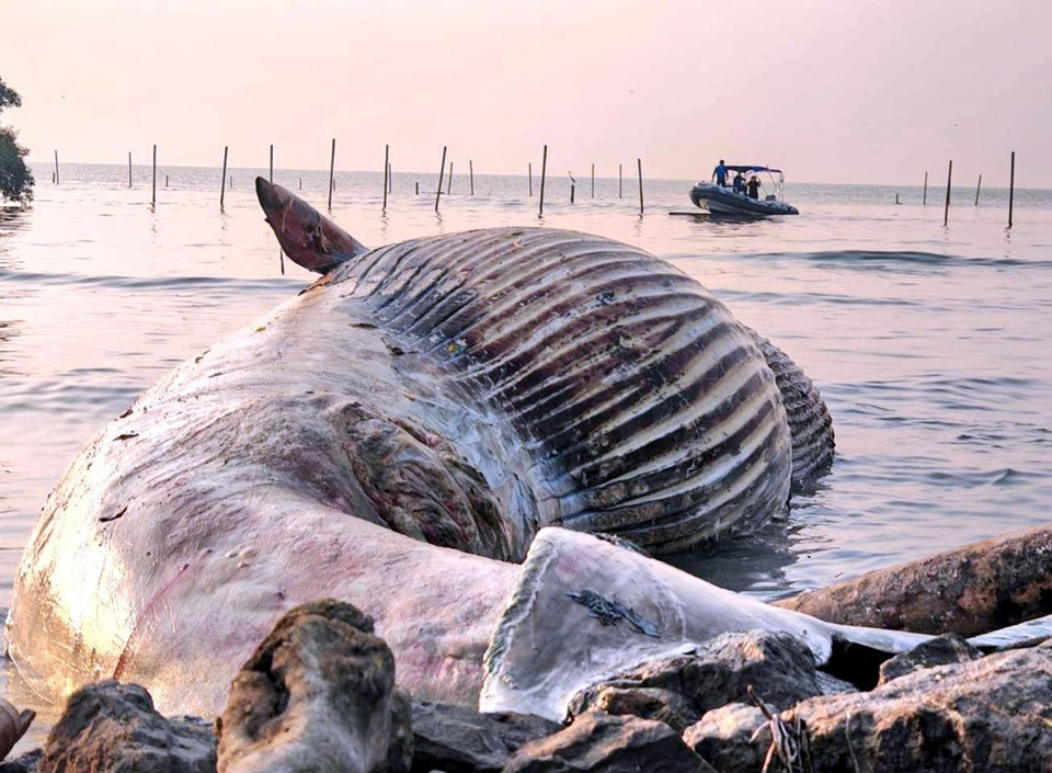 布氏鯨擱淺死亡　解剖揭腹部重創致命