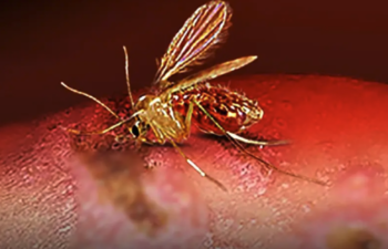 小黑蚊藏致命風險　利什曼病擴散全球