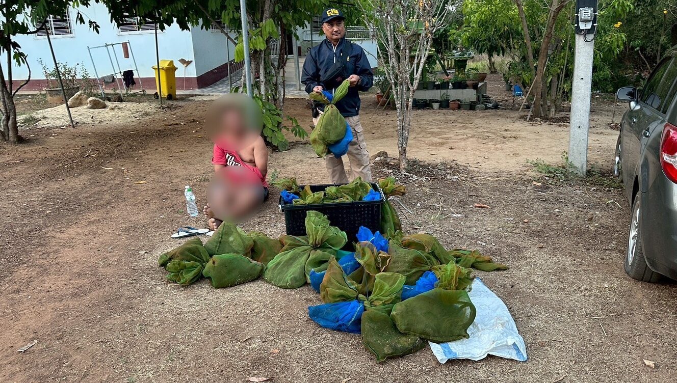 泰警破跨境野生動物走私　查扣37隻獼猴