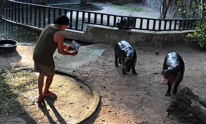 遊客闖河馬區引關注　綠山動物園依法處理