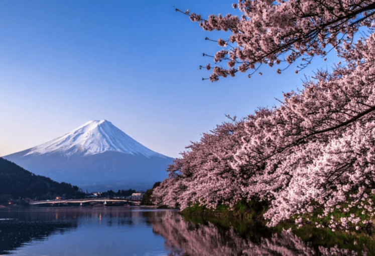 櫻花季帶動旅遊潮　日本穩居首選